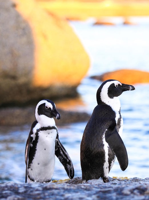 sydafrika - cape town_boulders beach_pingvin_02_HF