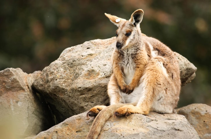 australien - grampians national park_kænguru_01