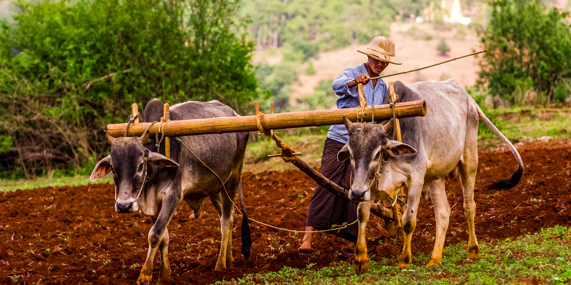 burma - bagan_befolkning_farmer_okse_01