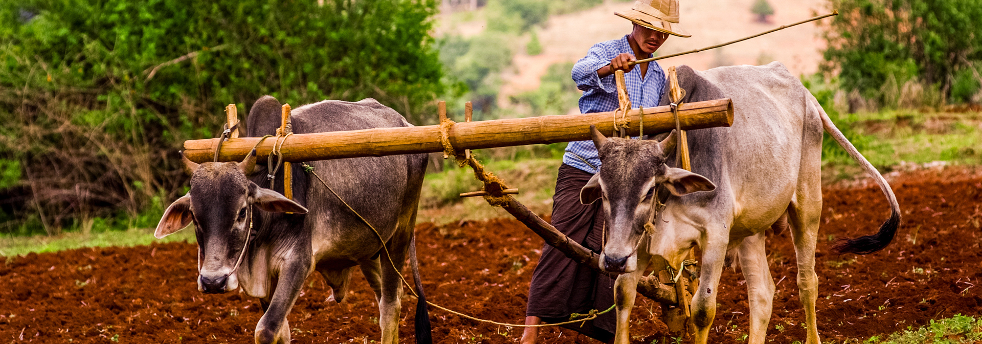 burma - bagan_befolkning_farmer_okse_01