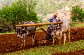 burma - bagan_befolkning_farmer_okse_01