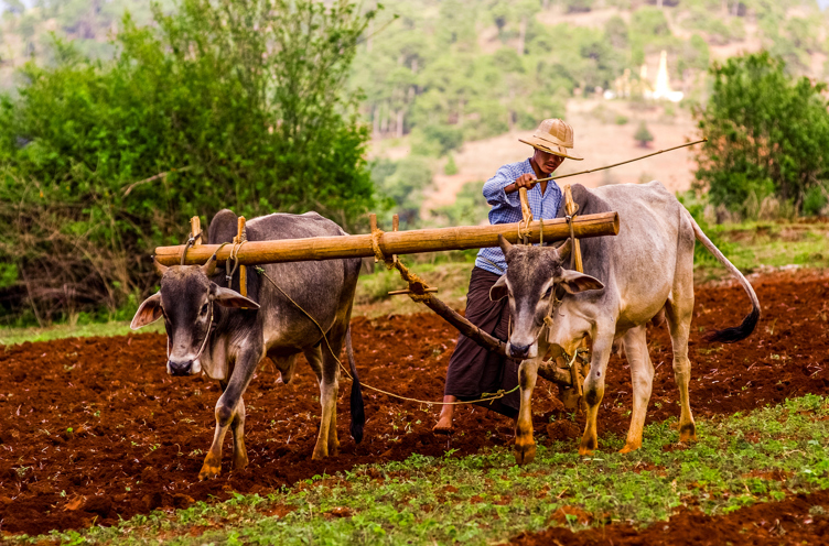 burma - bagan_befolkning_farmer_okse_01