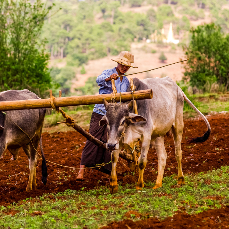 burma - bagan_befolkning_farmer_okse_01