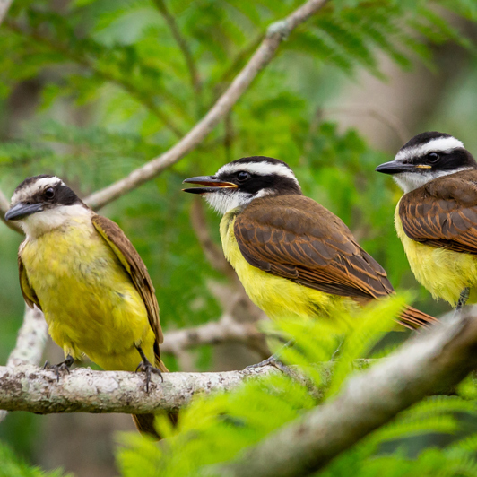 Esteros Del Iberá 3 Great Kiskadees 1342269746