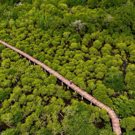 Koh Chang Kayaktur Bro I Mangroveskov