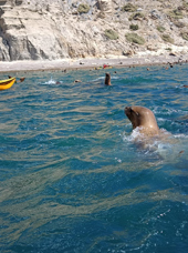 Puerto Madryn Kayaking With Sealions 01