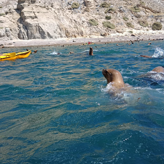 Puerto Madryn Kayaking With Sealions 01