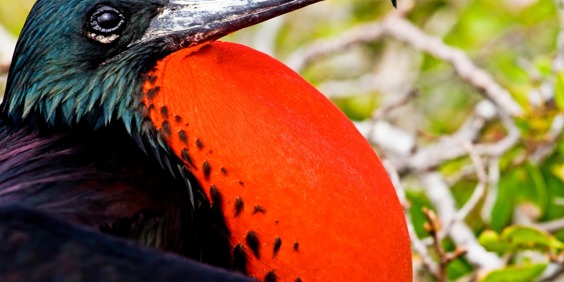 galapagos_fugl_magnificent frigatebird_02