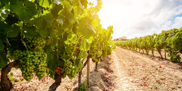 vinho verde_druer_01