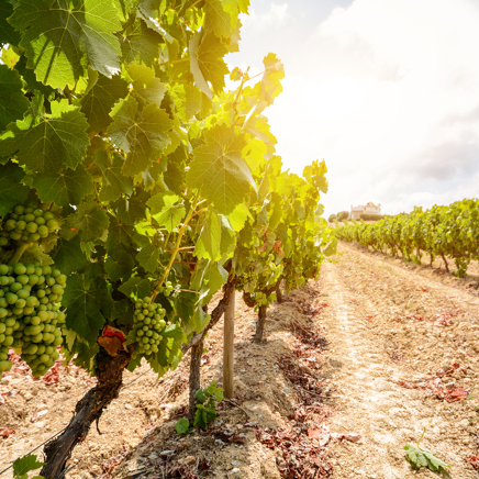 vinho verde_druer_01