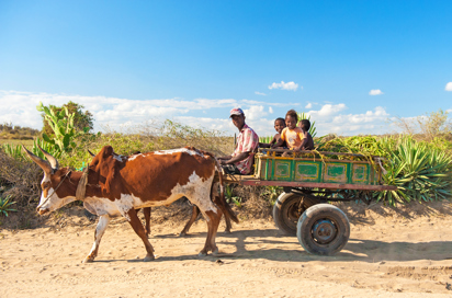 befolkning_oksekaerer_transport_02