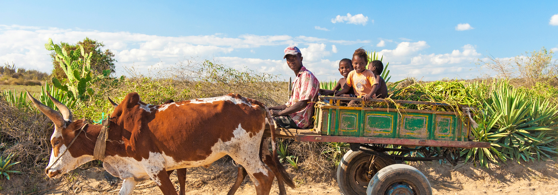 befolkning_oksekaerer_transport_02