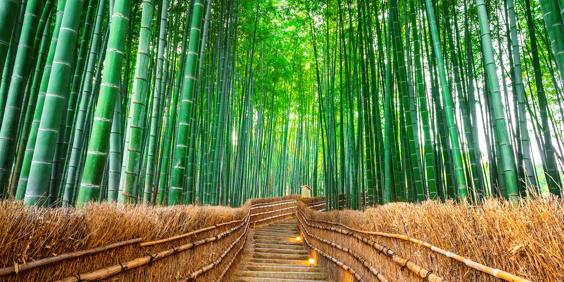 Kyoto Arashiyama Bambus As 182263732