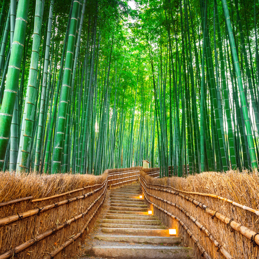 Kyoto Arashiyama Bambus As 182263732