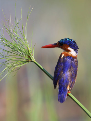 Chobe National Park, Botswana