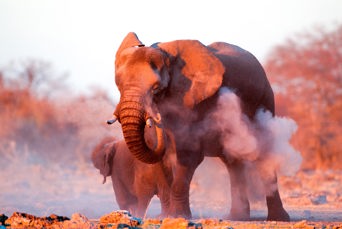 sydafrika - elephant national park_elefant_04