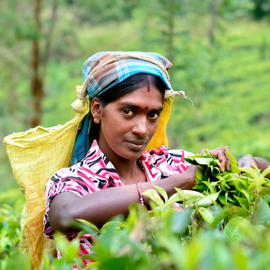 sri lanka - ella_temark_kvinde_01