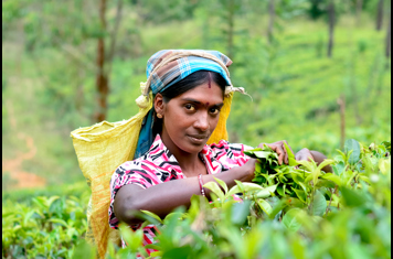 sri lanka - ella_temark_kvinde_01