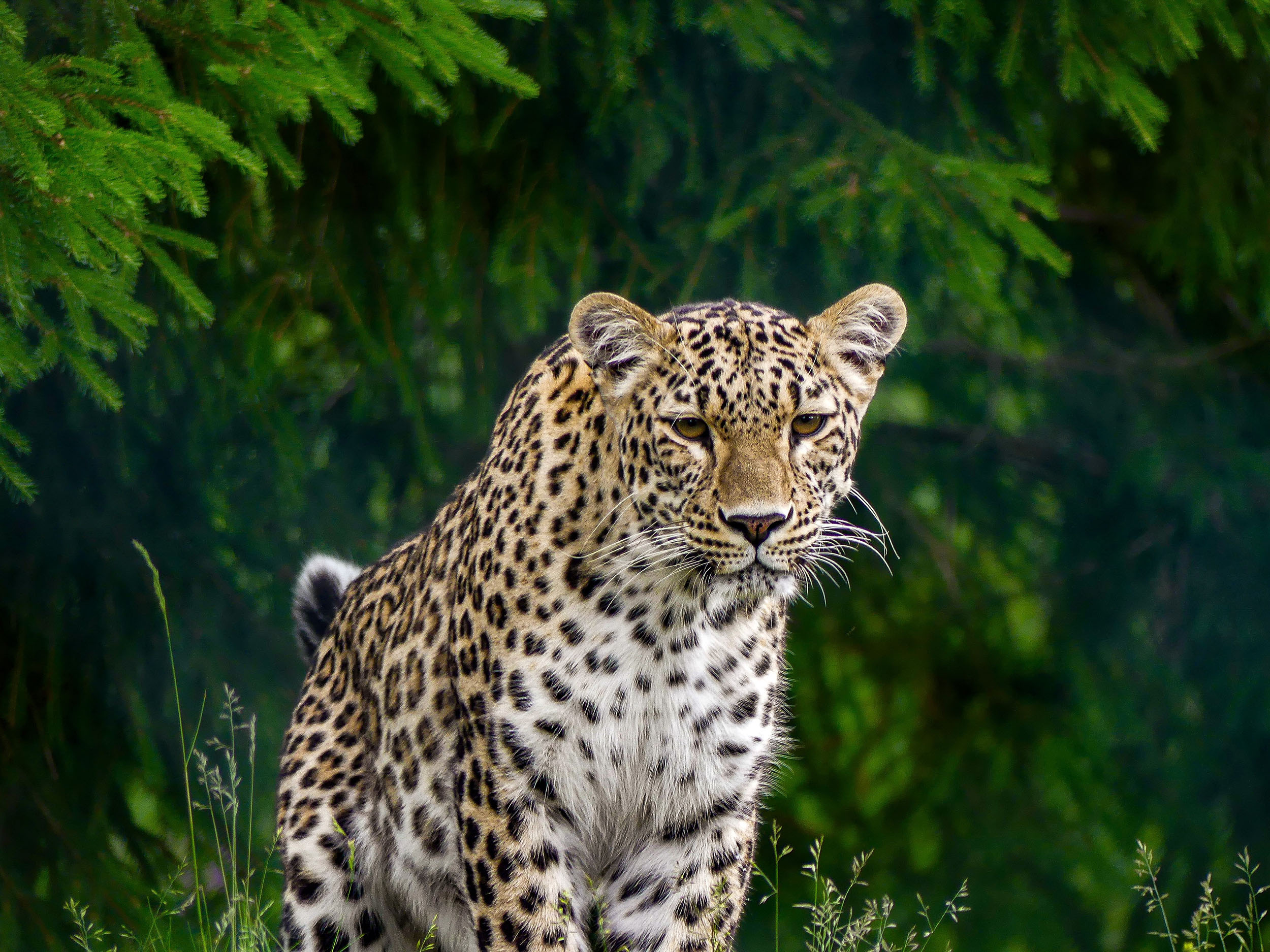 Leopard Goergien