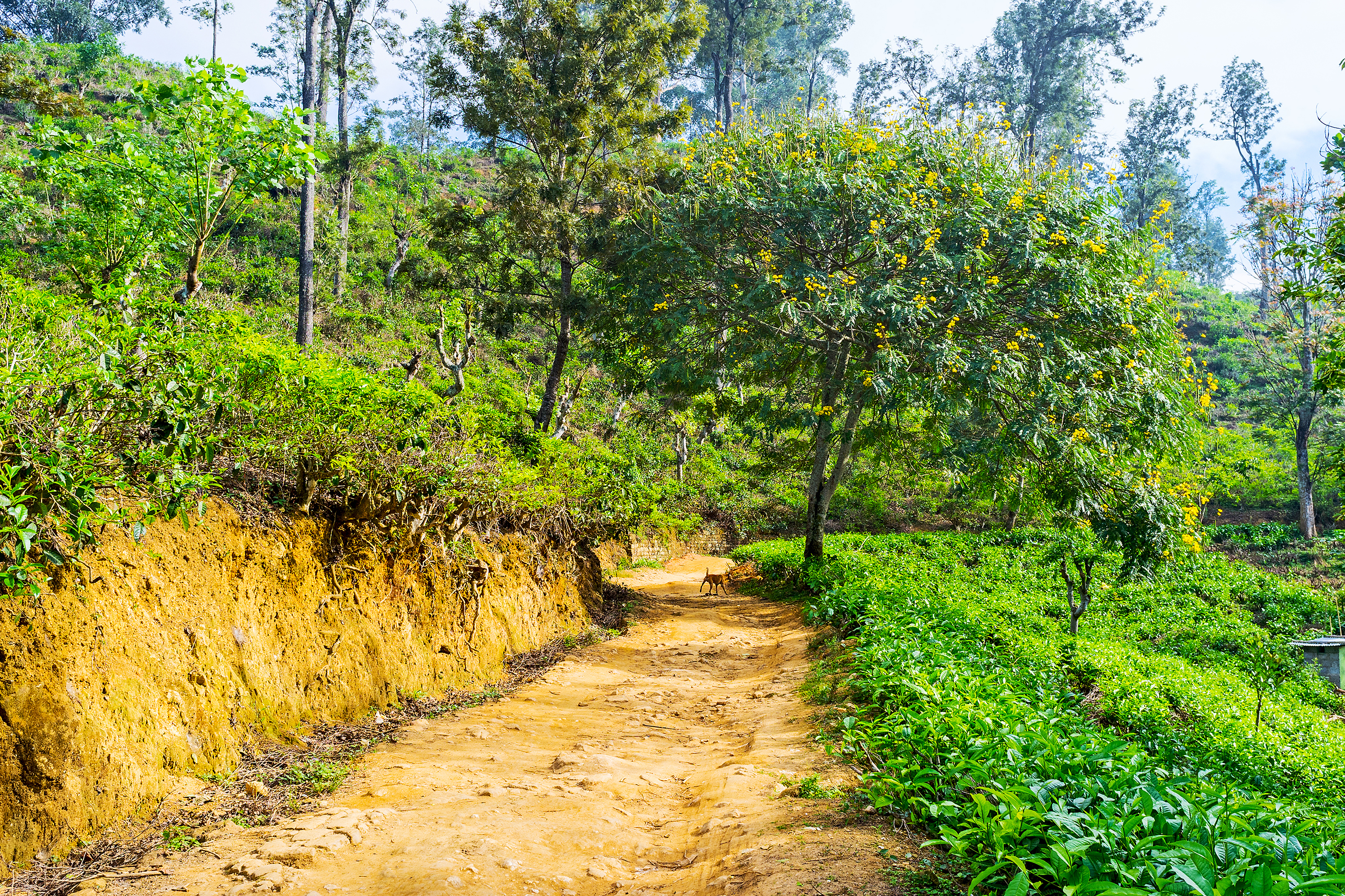 sri lanka - adams peak_06