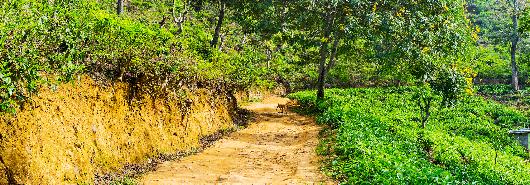 sri lanka - adams peak_06