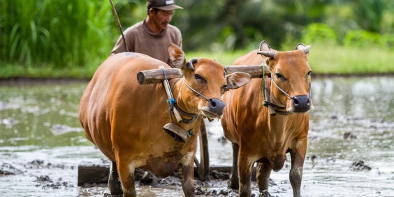 bali - bali_farmer_okse_03