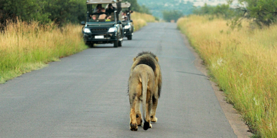 sydafrika - sydafrika_pilanesberg_loeve_01