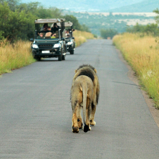 sydafrika - sydafrika_pilanesberg_loeve_01