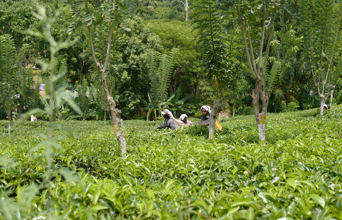 sri lanka - ella_teplantage_01