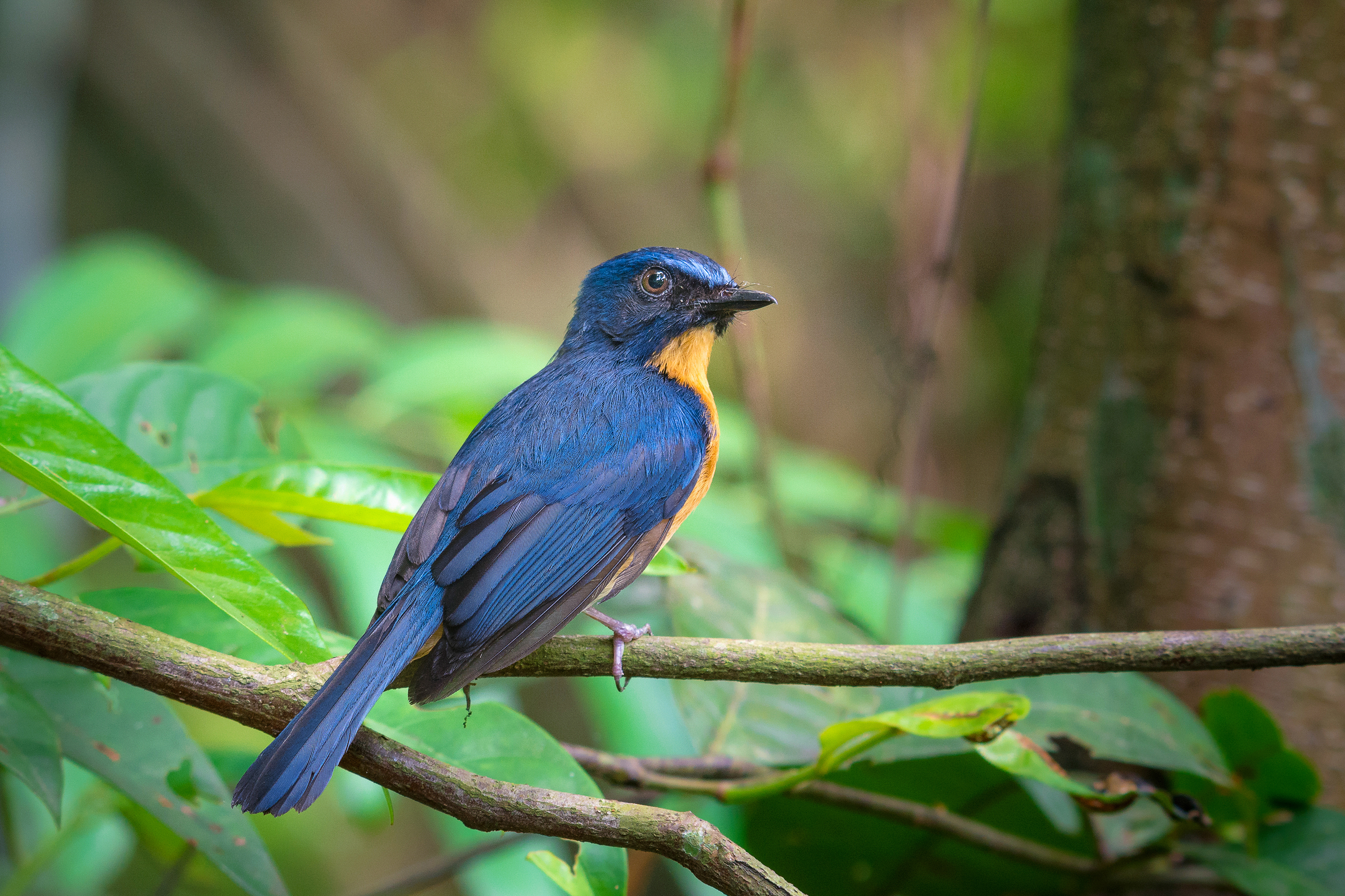 malaysia - penang_mangrove_fugl_01