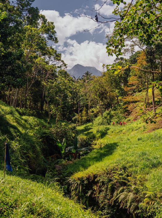 Lombok Tetebatu Monkey Forest Med Mt.Rinjani 2662722153