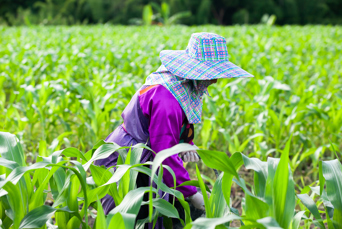 Chiang Rai Lahu Farmer 1255002745
