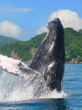 costa rica - pukkelhval_01