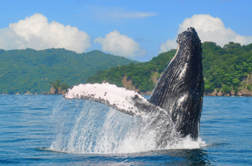 costa rica - pukkelhval_01
