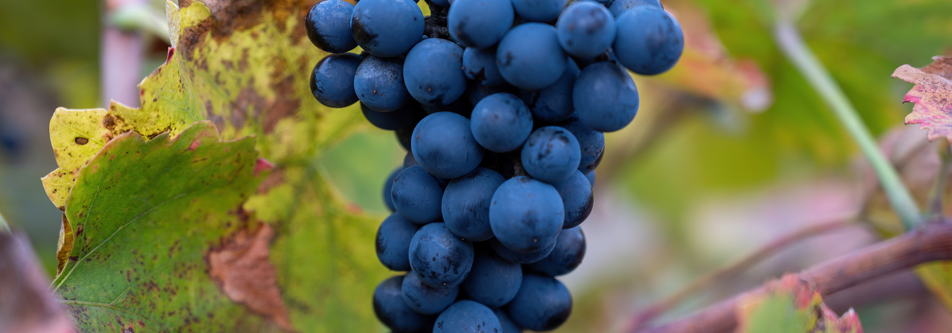 Douro dalen_vindruer_01