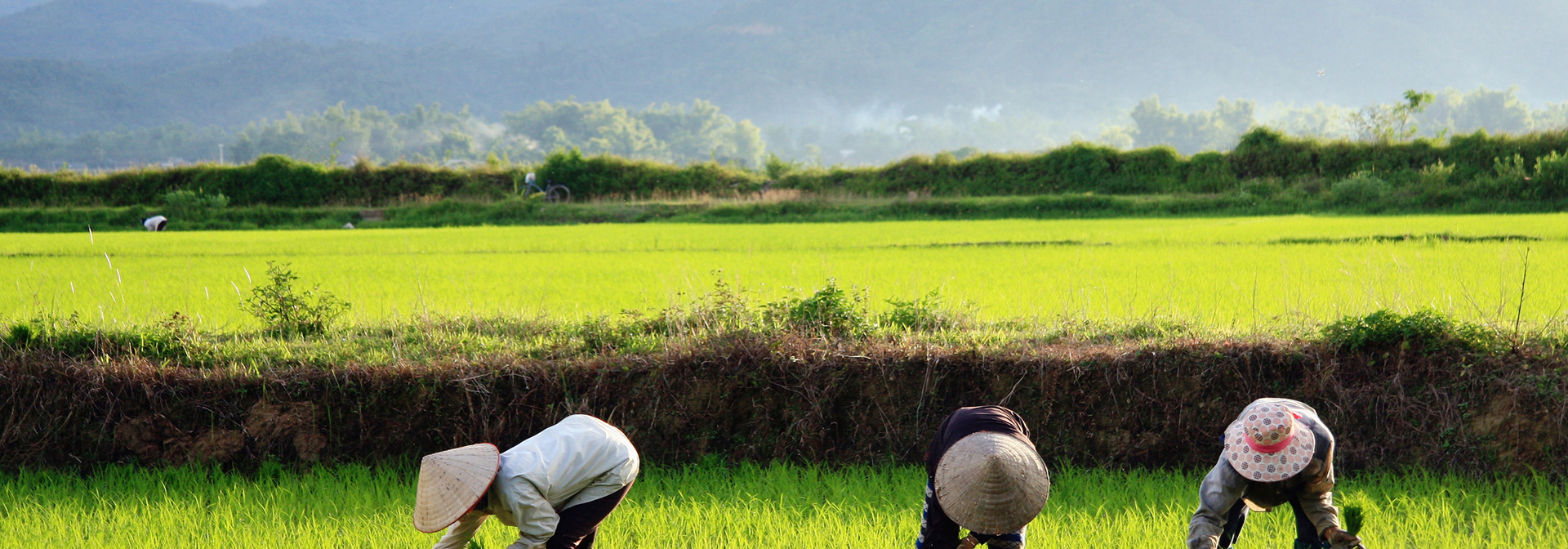 Vietnam - dien bien phu_rismark_farmer_01