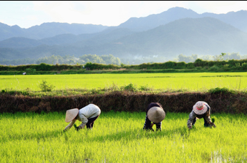 Vietnam - dien bien phu_rismark_farmer_01