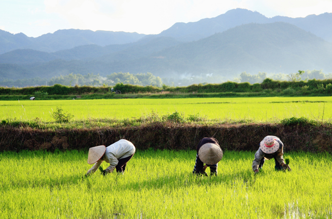 Vietnam - dien bien phu_rismark_farmer_01