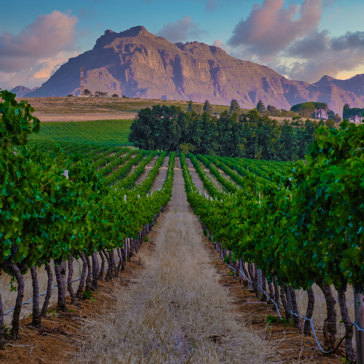 Stellenbosch Vinmarker