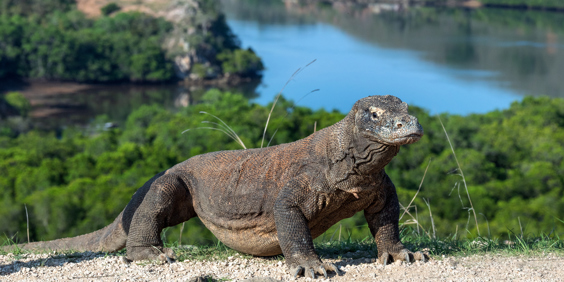 bali - komodo_varan_12