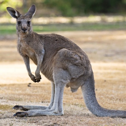 australien - kaenguru_02