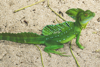 costa rica - cahuita national park_Puerto viejo de talamanca_krybdyr_01