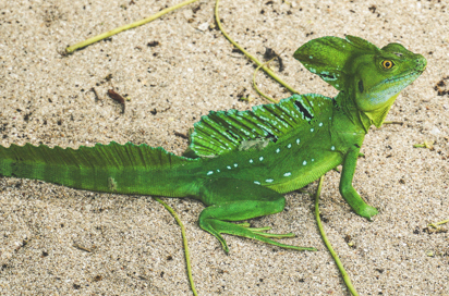 costa rica - cahuita national park_Puerto viejo de talamanca_krybdyr_01