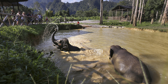 thailand - khao sok_elephant hills_elefanter_07