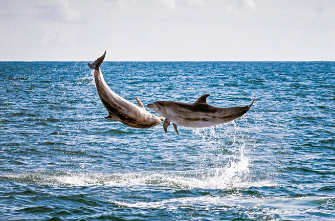 new zealand - bay of islands_delfin_01