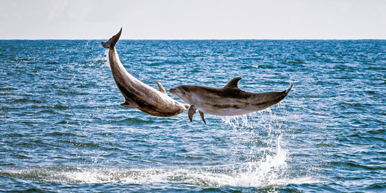 new zealand - bay of islands_delfin_01