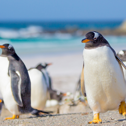 falkland_island_pingvin_01