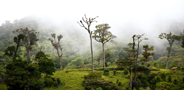 costa rica - monteverde_regnskov_02