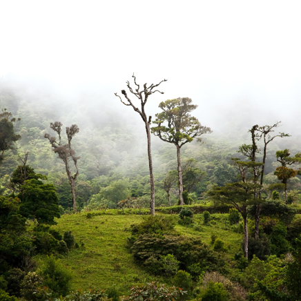 costa rica - monteverde_regnskov_02
