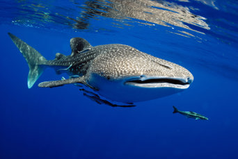 mexico - Isla Mujeres_hvalhaj_01